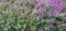 flowering bushes lavender ðŸ’œ