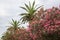 flowering bushes of oleander and palm trees against sky