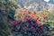 Flowering bushes, red tree rhododendron Himalayas