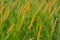 Flowering bushgrass in a summer meadow