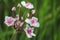 Flowering Butomus umbellatus closeup. Large pink inflorescences of coastal plants