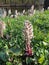 Flowering butterbur, Petasites paradoxus