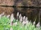 Flowering butterbur, Petasites paradoxus