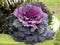 Flowering cabbage after a rainshower