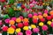 Flowering cacti at flower market in Amsterdam, Netherlands