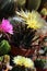 Flowering cacti in a greenhouse