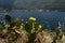 Flowering cacti near the Adriatic coast