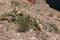 Flowering cacti near Lake Powell