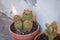 Flowering cacti plants in flowerpot near the wall