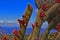 Flowering cacti from the Serra do EspinhaÃ§o