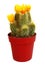 Flowering cactus