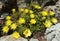 Flowering cactus