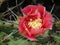 Flowering cactus