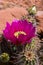 Flowering cactus