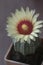 Flowering cactus from Astrophytum family, close-up shot