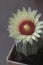 Flowering cactus from Astrophytum family, close-up shot