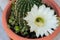 Flowering cactus Echinopsis eyriesii in a pot