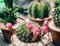 Flowering cactus and many cactus plants in pots