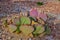 Flowering cactus plants Beavertail Prickly Pear Opuntia basilaris, Utha US