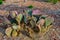 Flowering cactus plants Beavertail Prickly Pear Opuntia basilaris, Utha US