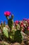 Flowering cactus plants, Pink flowers of Opuntia polyacantha in Canyonlands National Park, Utha