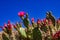 Flowering cactus plants, Pink flowers of Opuntia polyacantha in Canyonlands National Park, Utha