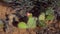 Flowering cactus plants, Pink flowers of Opuntia sp. polyacantha in Canyonlands National Park, Utha