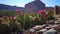 Flowering cactus plants, Pink flowers of Opuntia sp. polyacantha in Canyonlands National Park, Utha