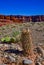 Flowering cactus plants Sclerocactus parviflorus  in Canyonlands National Park, Utha