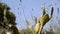 Flowering cactus in south France