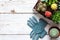 Flowering cactus and succulents background. Collection of various house plants and gardening gloves on white wooden background.