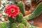 Flowering cactus TRICHOCEREUS MACROGONUS in a botanical garden