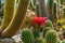 Flowering cactus TRICHOCEREUS MACROGONUS in a botanical garden