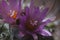 Flowering cactus Turbinicarpus, close-up