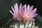 Flowering cactus Turbinicarpus roseiflorus