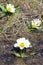 Flowering Caltha leptosepala (White Marsh Marigold, Twinflower