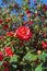 Flowering Camellia bush in garden on sunny day