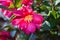 Flowering Camellia plant with vibrant red flowers, yellow stamens and green leaves