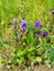 Flowering Campanula glomerata plants on springtime mountain meadow