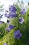 Flowering campanula persicifolia. Beautiful violet flowers on blurred background of trees