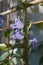 Flowering campanula persicifolia. Violet flowers on the background of wooden trellis.