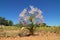 Flowering candelabra flower - Namibia