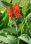 Flowering canna Indian Canna indica L., general view