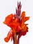 Flowering Canna Lily