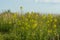 Flowering canola