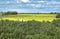 Flowering canola field framed with forest