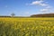 Flowering canola field with springtime woodland copse