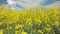 Flowering canola rapeseed field under blue sky