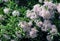Flowering Cape Chestnut Tree, Calodendrum capense