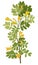 Flowering Caragana Branch Yellow acacia Flat vector illustration Isolated object
